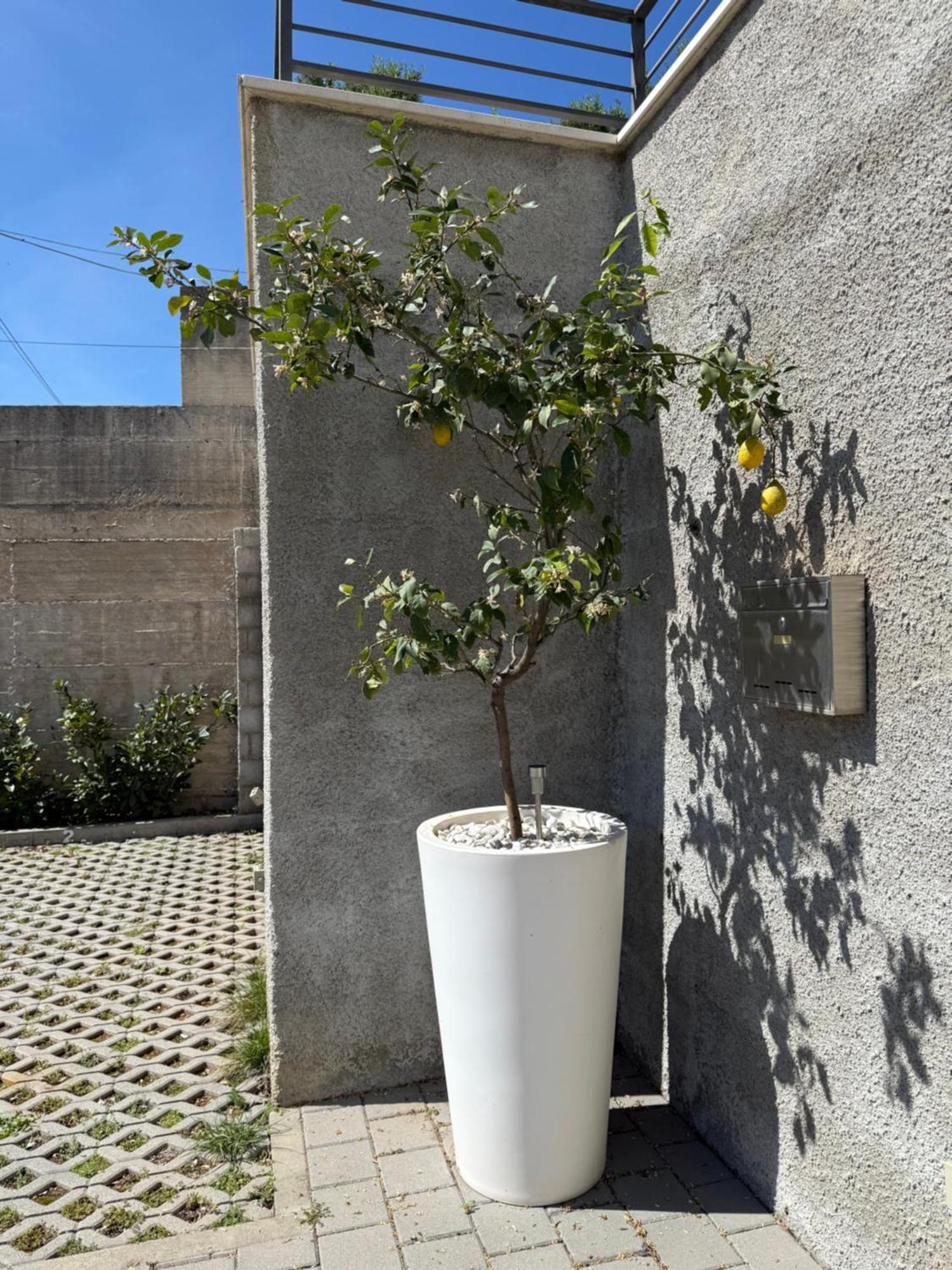 Lemon Tree Dubrovnik Apartments מראה חיצוני תמונה